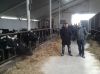 W oborze na Podlasiu.